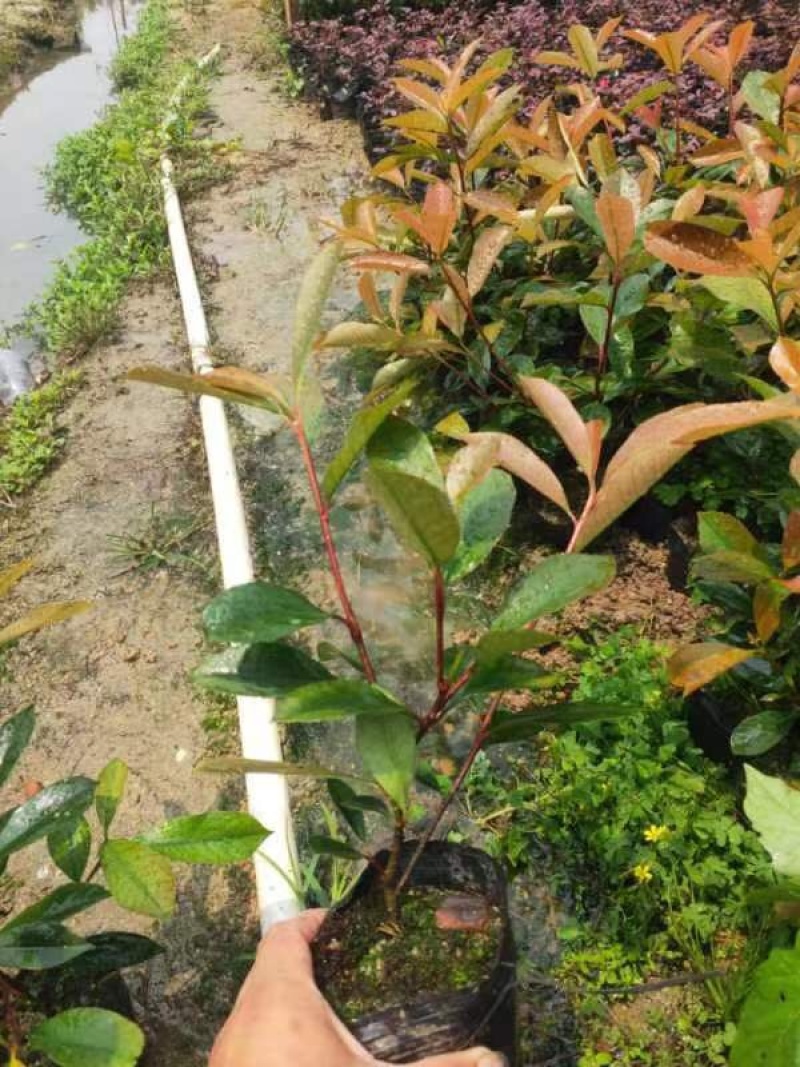红叶石楠小袋中袋基地直销质量优质欢迎老板来电咨询合作