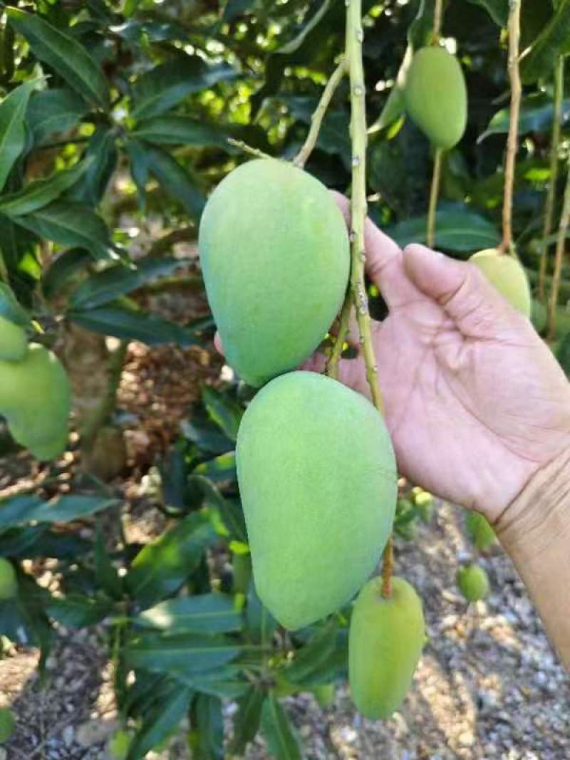 【推荐】海南小台芒一手货源供应市场商超诚信经营