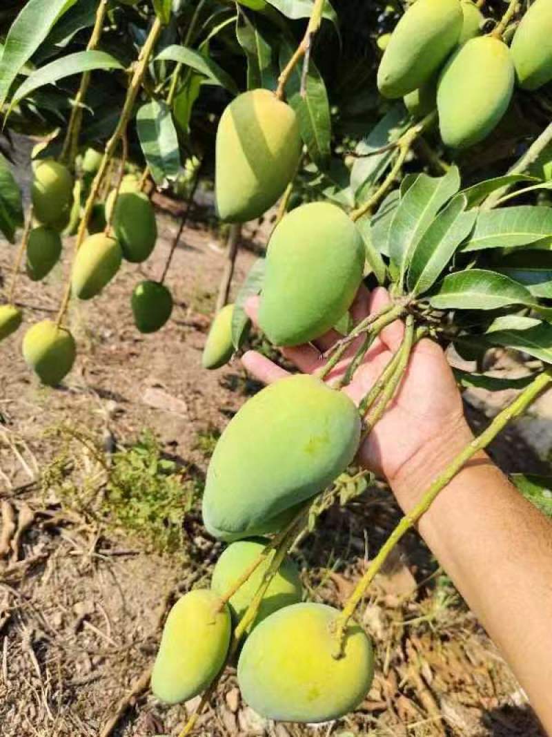 【推荐】海南小台芒一手货源供应市场商超诚信经营