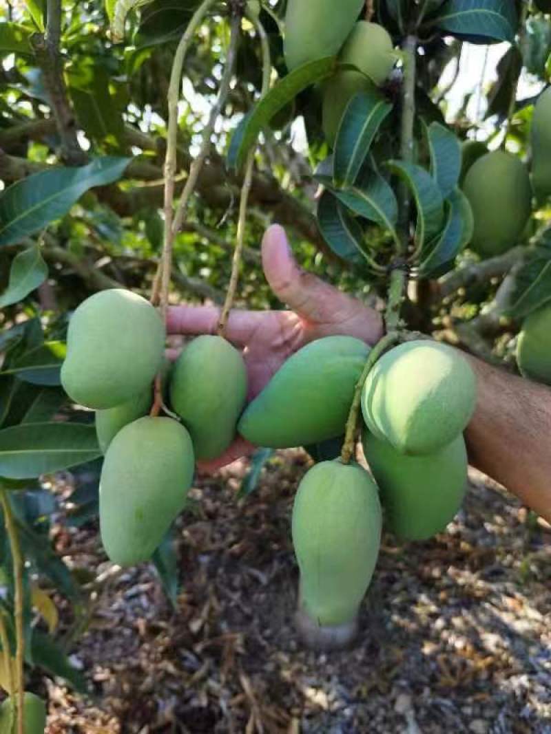 【推荐】海南小台芒一手货源供应市场商超诚信经营