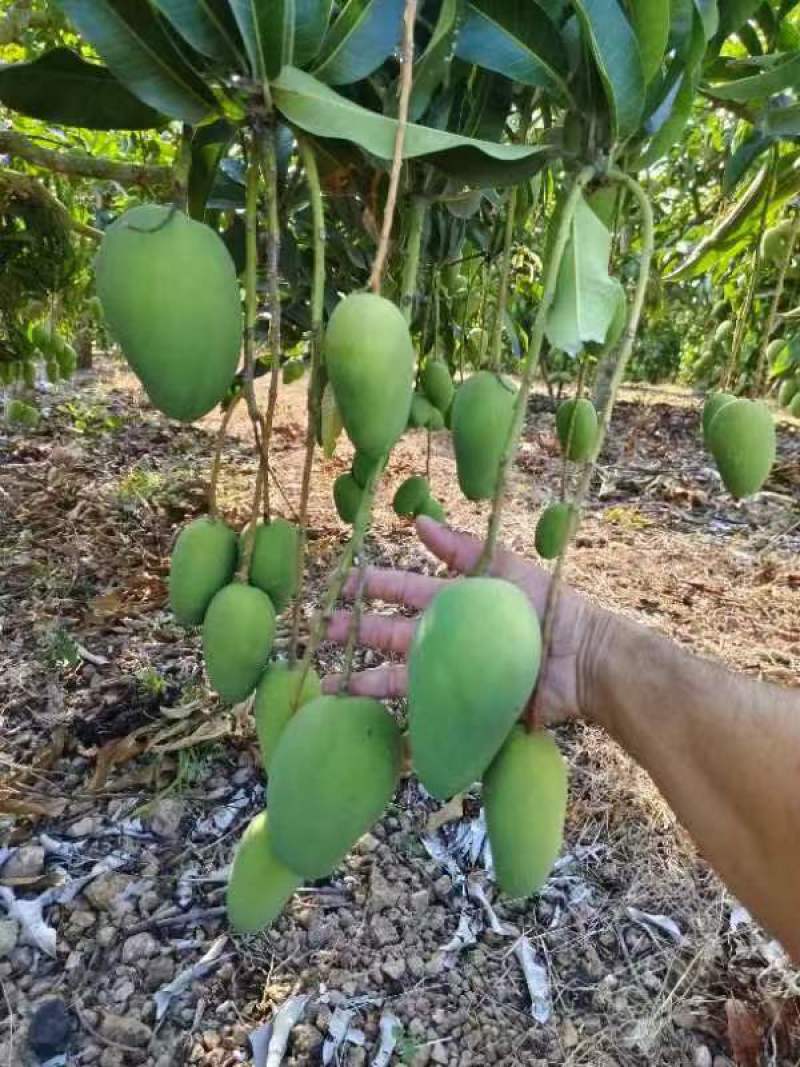 【推荐】海南小台芒一手货源供应市场商超诚信经营
