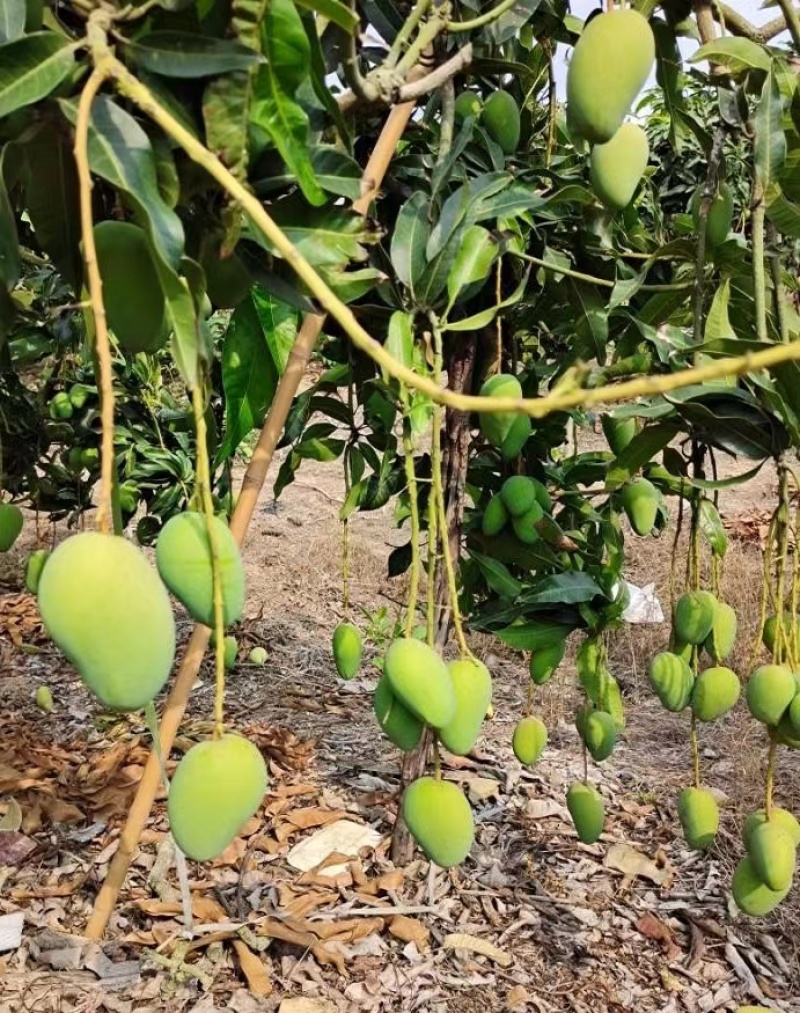 【推荐】海南小台芒一手货源供应市场商超诚信经营