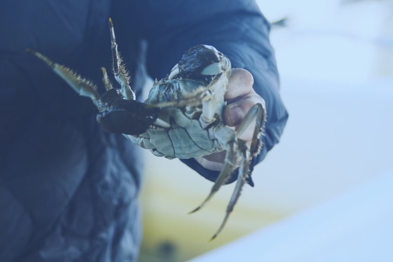 阳澄湖大闸蟹