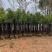 香樟基地直销规格齐全有需要绿化苗木的老板欢迎来电咨询