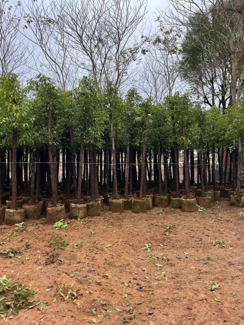 香樟基地直销规格齐全有需要绿化苗木的老板欢迎来电咨询