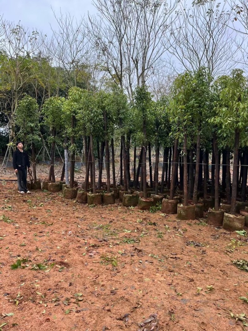 香樟基地直销规格齐全有需要绿化苗木的老板欢迎来电咨询