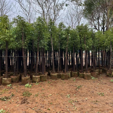 香樟基地直销规格齐全有需要绿化苗木的老板欢迎来电咨询