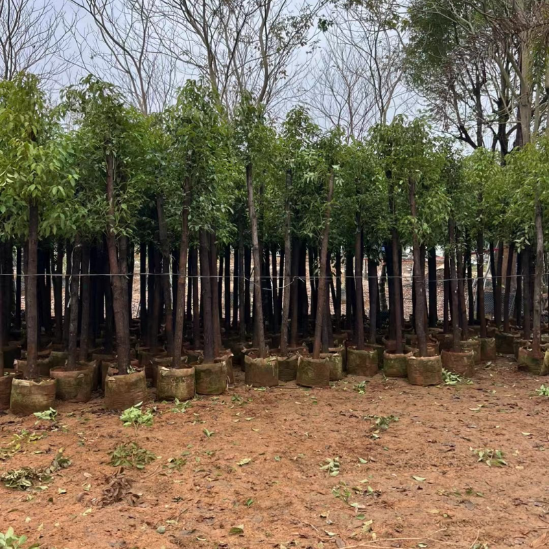 香樟基地直销规格齐全有需要绿化苗木的老板欢迎来电咨询