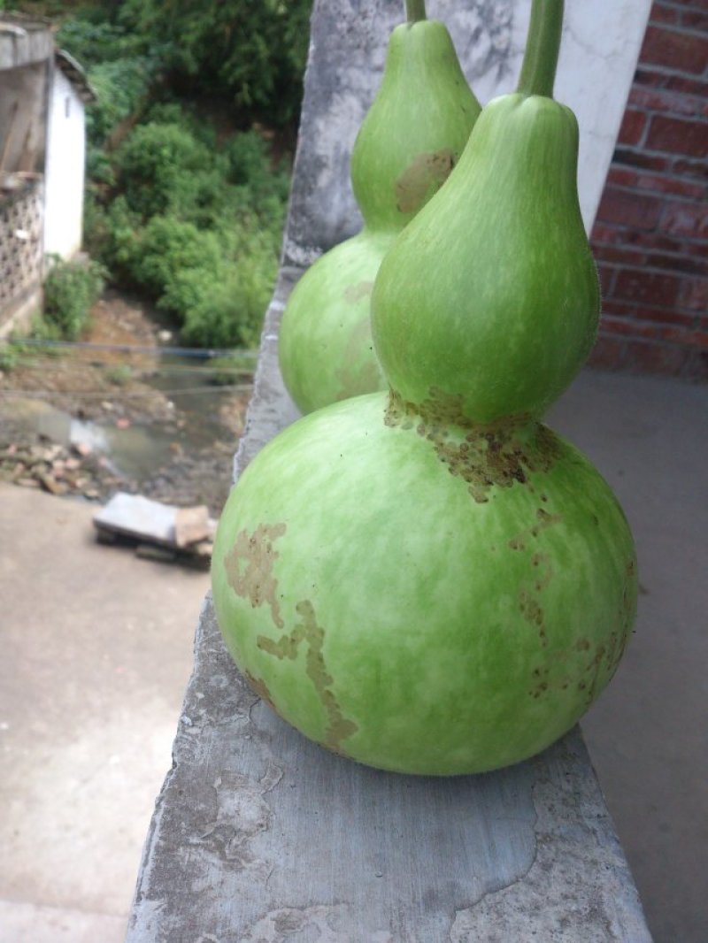 蒲瓜