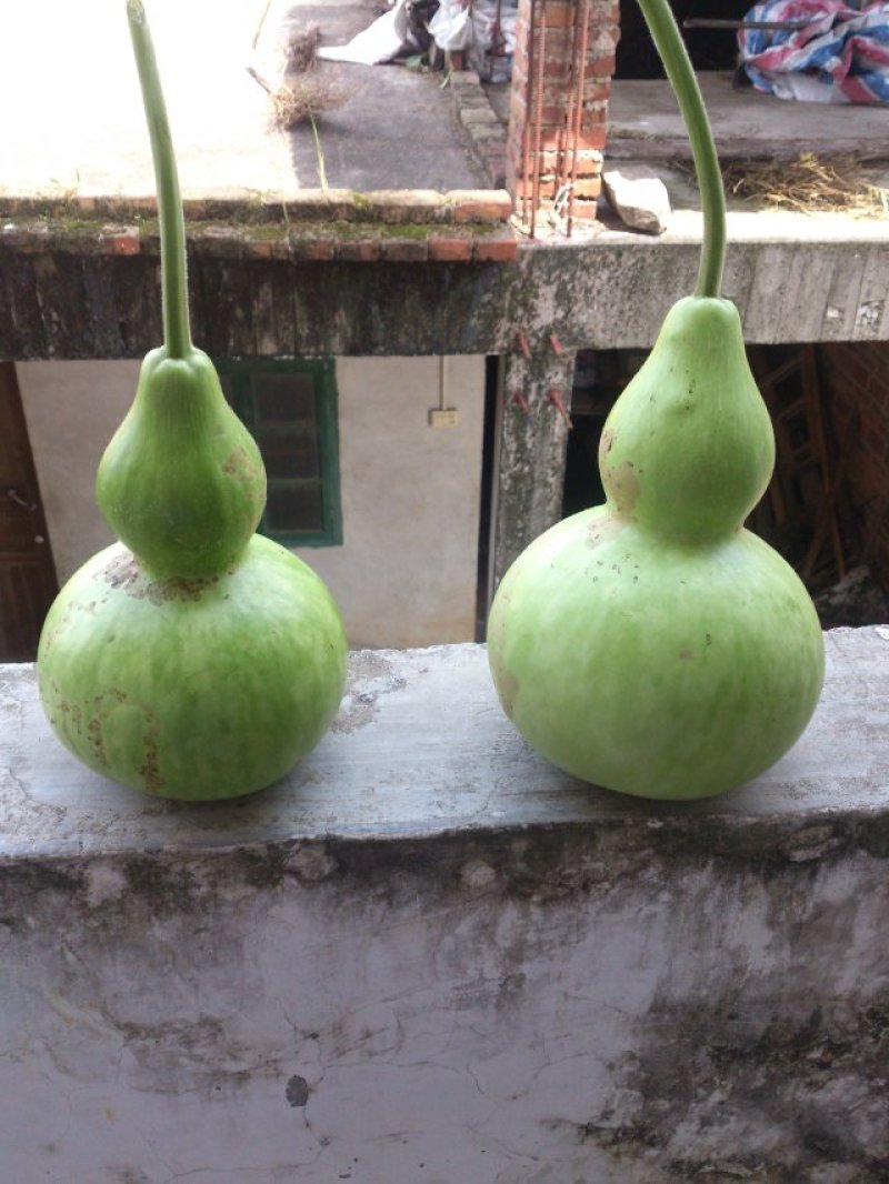 蒲瓜