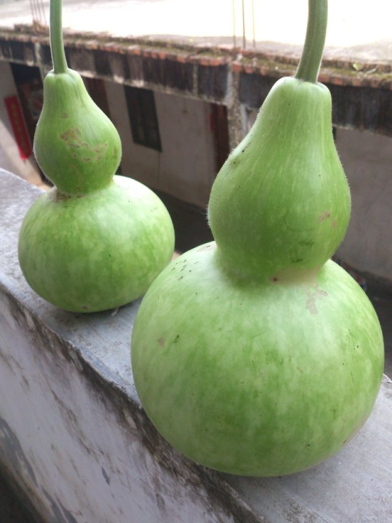 蒲瓜