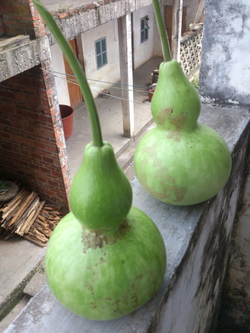 蒲瓜