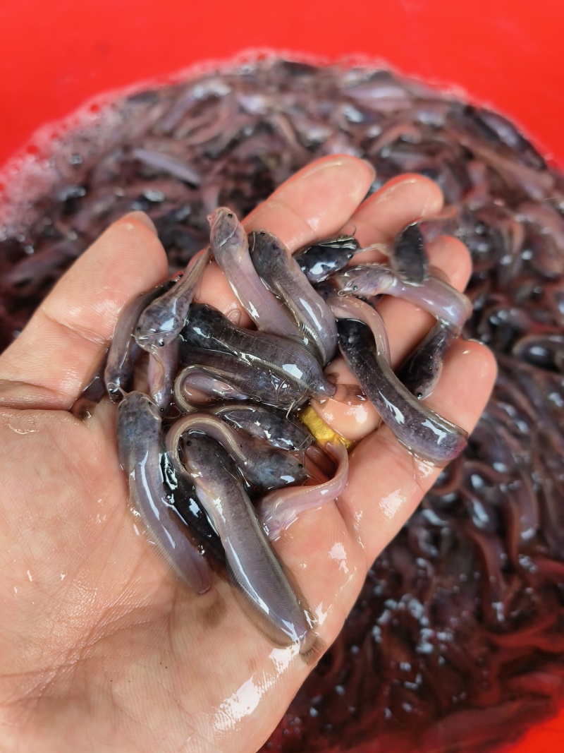 《全国发货》皇妃一代塘鲺鱼苗，胡子鲶苗，三黄塘角鱼苗