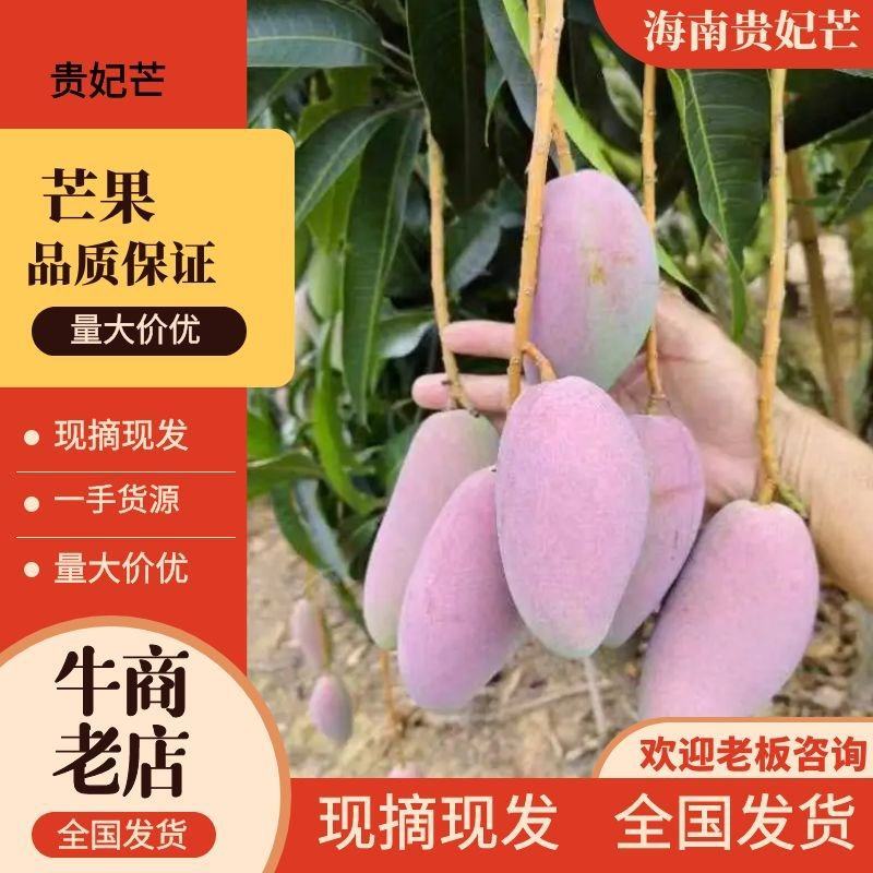 【推荐】海南贵妃芒一手货源供应市场商超诚信经营