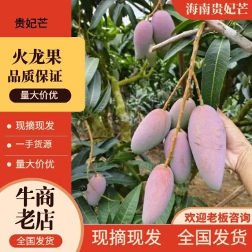 海南贵妃芒一手货源供应市场商超诚信经营量大价优