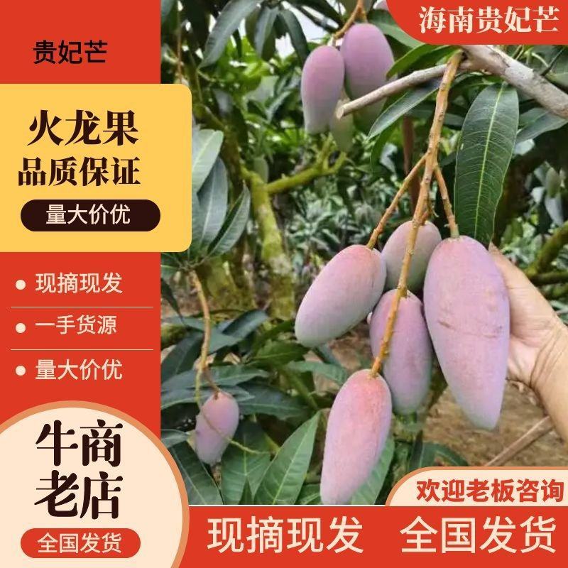海南贵妃芒一手货源供应市场商超诚信经营量大价优