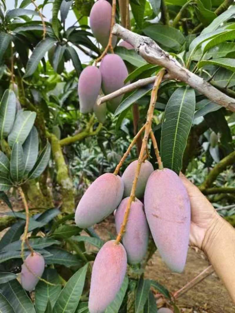 海南贵妃芒一手货源供应市场商超诚信经营量大价优