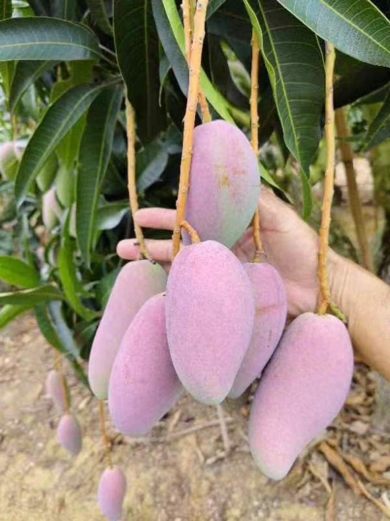 海南贵妃芒一手货源供应市场商超诚信经营量大价优