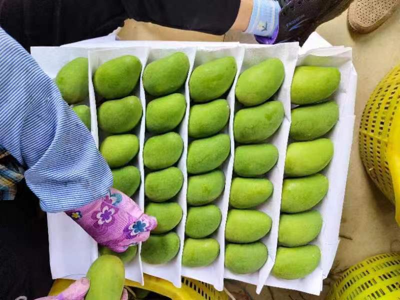 展示小台芒与大青芒的外观对比,小台芒呈金黄色,果实较小;大青芒呈青绿色,果实较大 小台芒与大青芒对比图