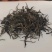 高黎贡山云雾茶自家茶园欢迎联系各品质都有价格可商量