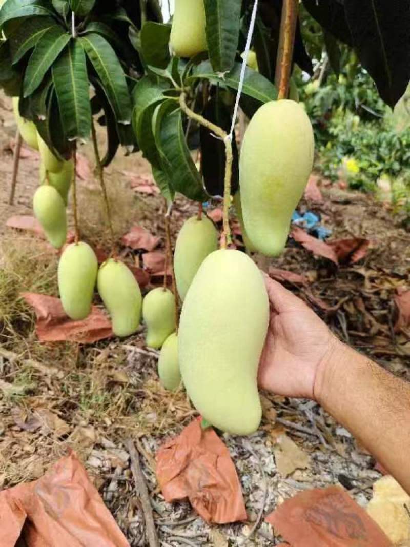 海南金煌芒一手货源供应市场商超诚信经营量大价优