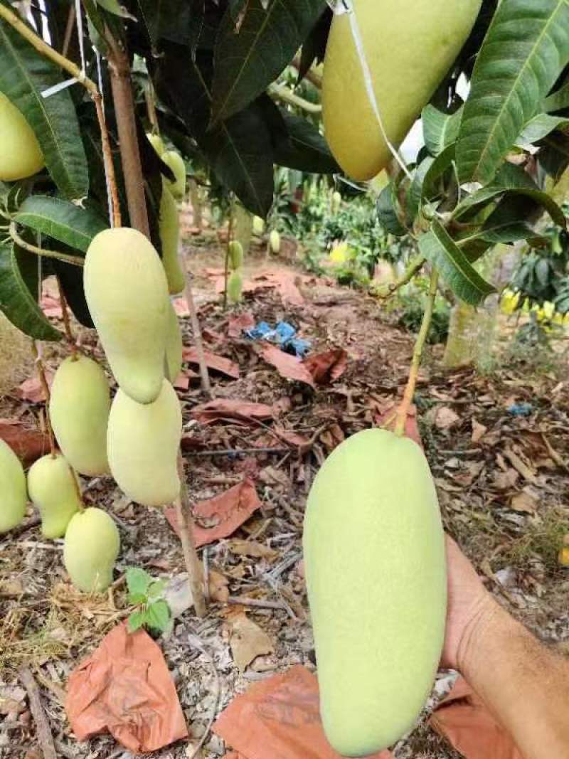 海南金煌芒一手货源供应市场商超诚信经营量大价优