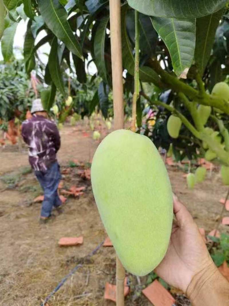 海南金煌芒一手货源供应市场商超诚信经营量大价优