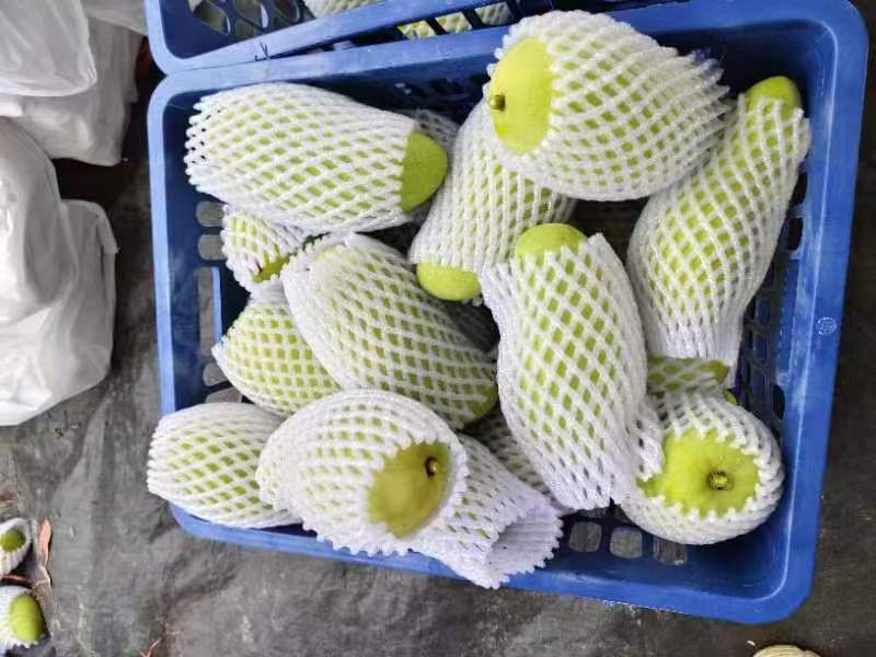 海南金煌芒一手货源供应市场商超诚信经营量大价优