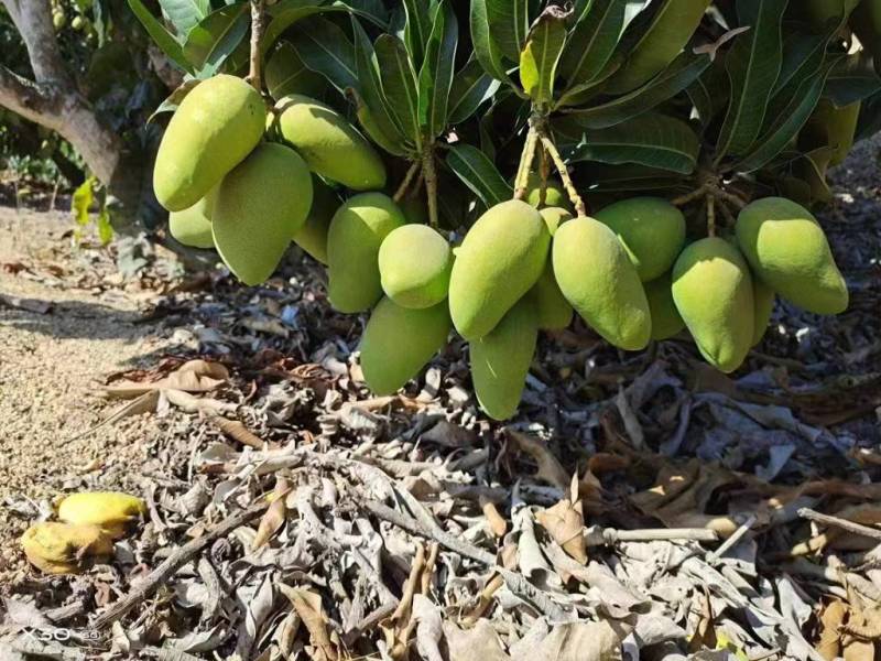 海南金煌芒一手货源供应市场商超诚信经营量大价优
