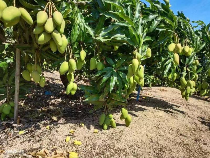 海南金煌芒一手货源供应市场商超诚信经营量大价优