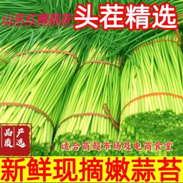 平邑红帽蒜苔，精选蒜薹，长度30以上可视频看货全国可代发