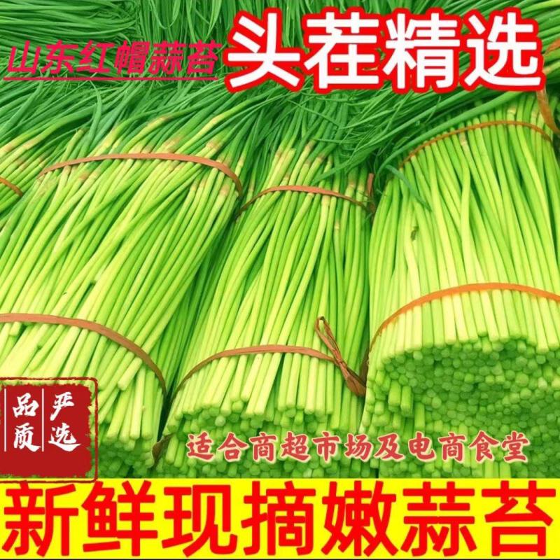 平邑红帽蒜苔，精选蒜薹，长度30以上可视频看货全国可代发