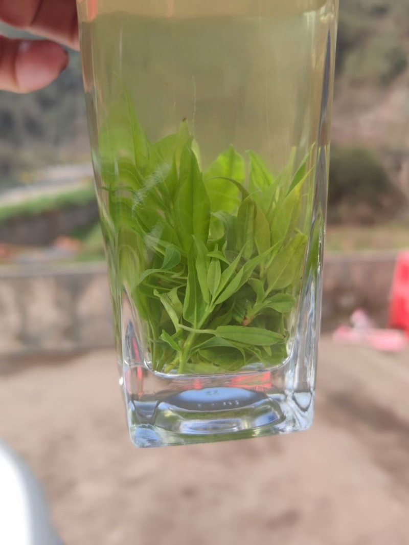 小叶苦丁茶