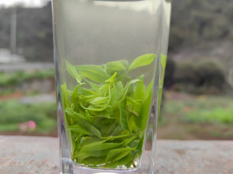 小叶苦丁茶