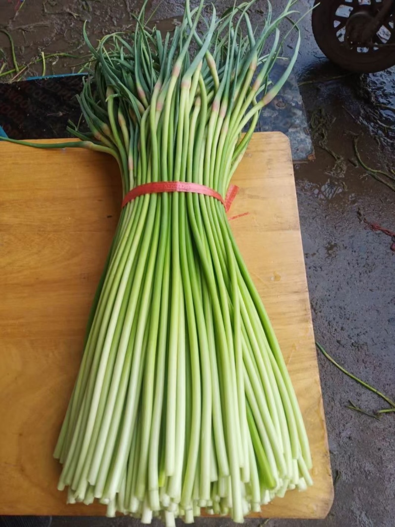 平邑红帽蒜苔，精选蒜薹，长度30以上可视频看货全国可代发
