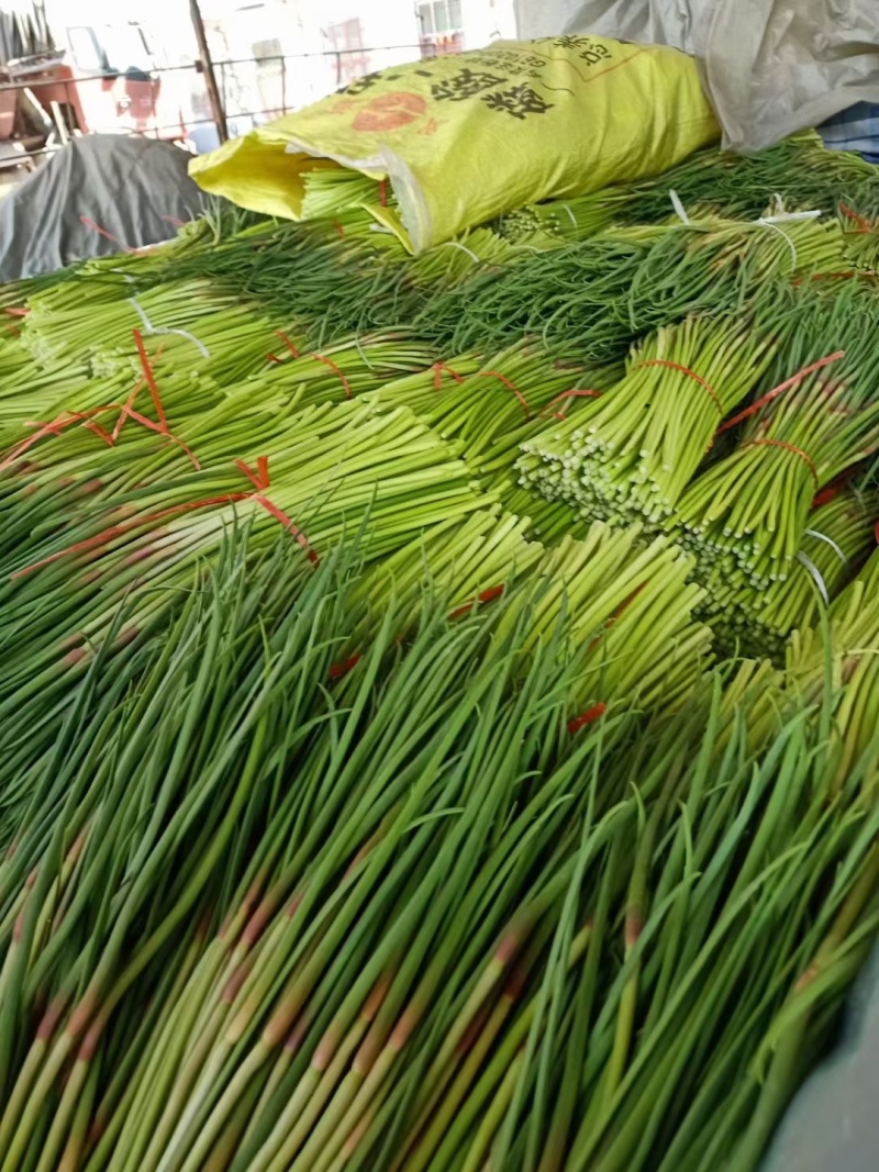 平邑红帽蒜苔，精选蒜薹，长度30以上可视频看货全国可代发
