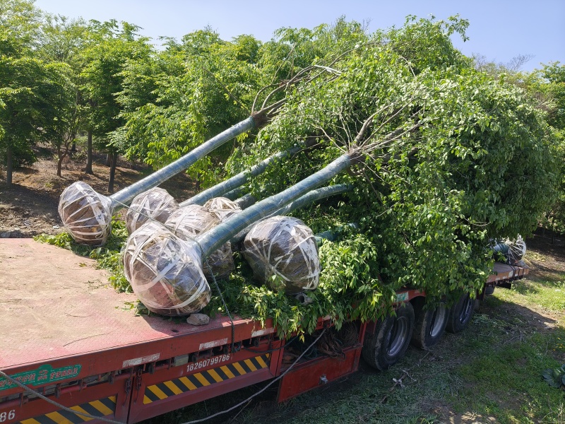 榉树胸径:14cm一15公分热销中，价格美丽，欢迎订购。