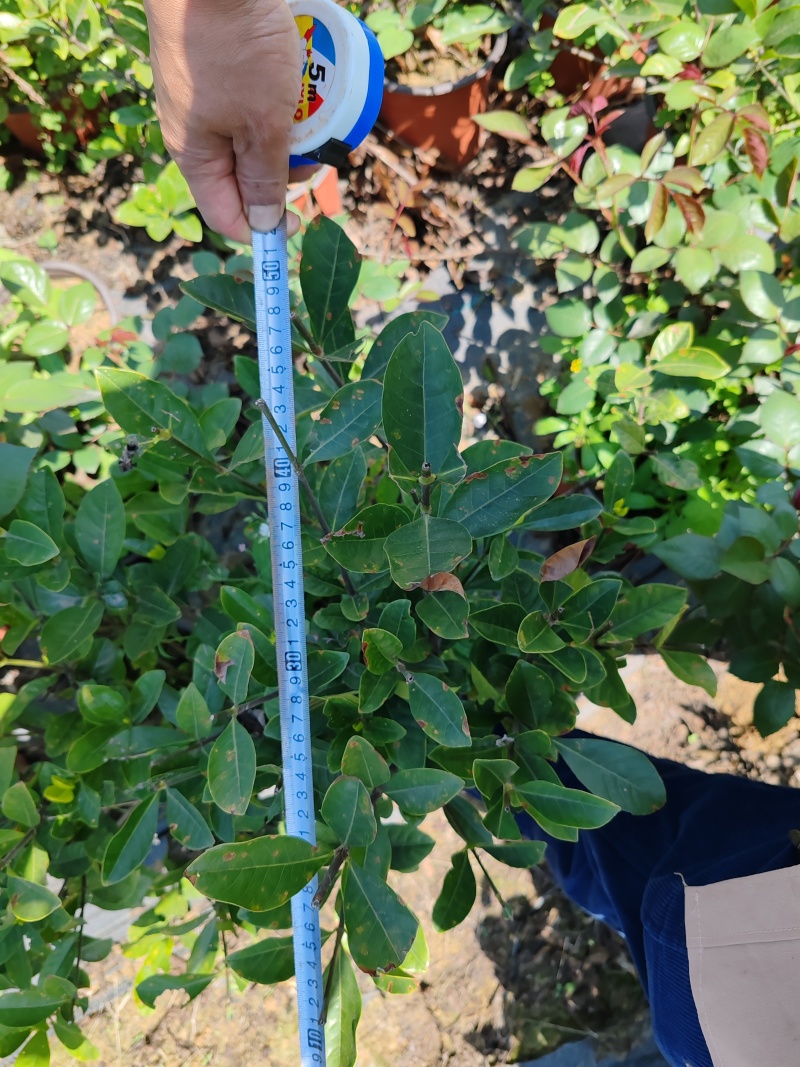 大栀子花，原盆，大量有货基地直发欢迎询价