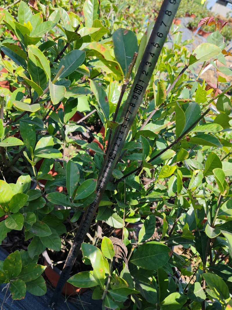 大栀子花，原盆，大量有货基地直发欢迎询价