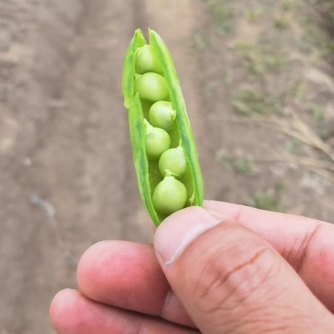 青豌豆湖北地区已经成熟，一豆之缘，终生朋友