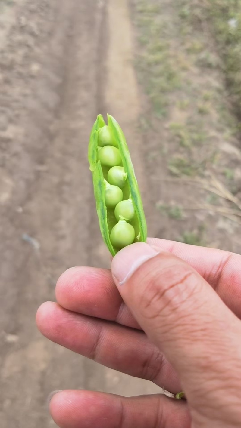 青豌豆湖北地区已经成熟，一豆之缘，终生朋友