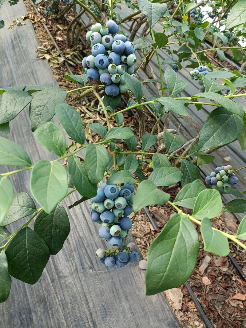 新鲜青岛宝山蓝莓