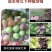 葡萄树肥料液体肥料生物有机肥料红提巨峰水溶肥冲施肥肥料批