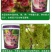 葡萄树肥料液体肥料生物有机肥料红提巨峰水溶肥冲施肥肥料批