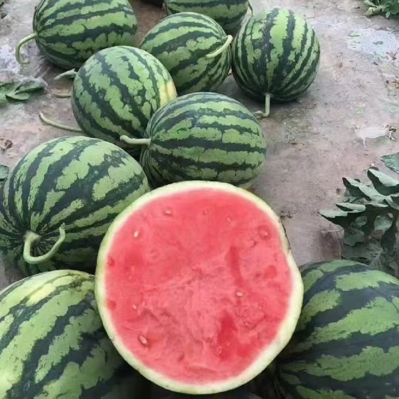 夏邑美都西瓜，头茬无籽，河南西瓜河南商丘麒麟西瓜