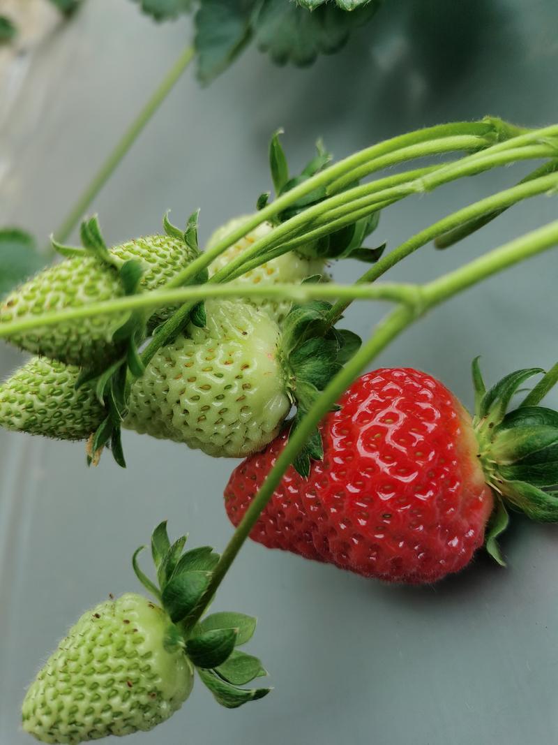云南商用草莓产地直销电商商超直接对接量大质优价格优惠