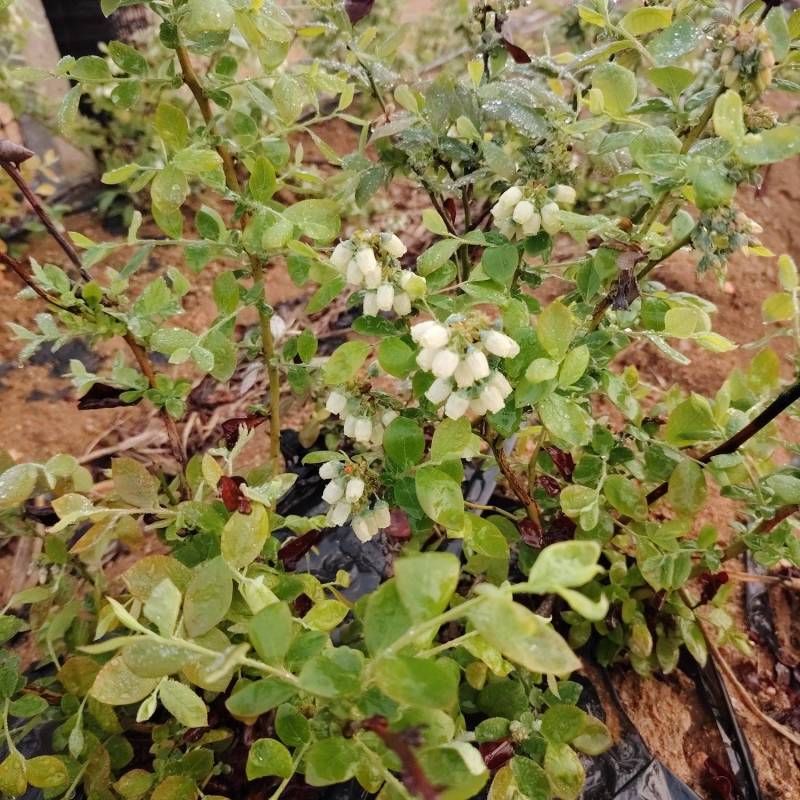 带花苞蓝莓树