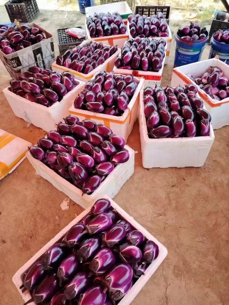 精品紫圆茄基地直供对接市场电商