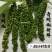 青胡椒/绿胡椒，胡椒青，空运锁鲜冰袋保鲜包邮。
