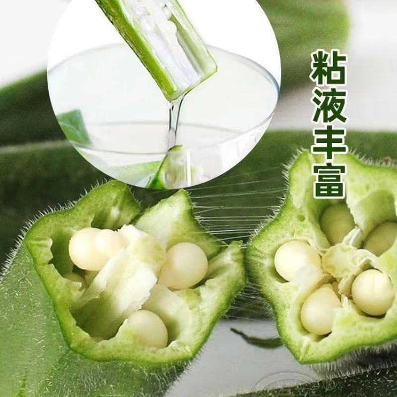 嫩秋葵种子四季播高产黄秋葵籽农家阳台庭院蔬菜种子